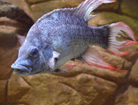 [ẢNH] Điểm danh những thứ 