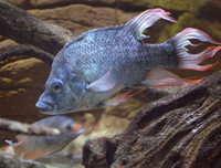 [ẢNH] Điểm danh những thứ 