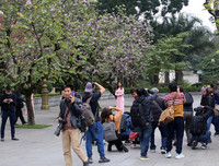 [ẢNH] Vẻ quyến rũ đến say đắm lòng người của hoa ban giữa lòng Thủ đô