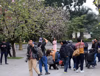 [ẢNH] Vẻ quyến rũ đến say đắm lòng người của hoa ban giữa lòng Thủ đô