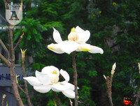 [Ảnh] Chiêm ngưỡng loài hoa 