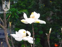 [Ảnh] Chiêm ngưỡng loài hoa 