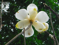 [Ảnh] Chiêm ngưỡng loài hoa 