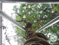 [Ảnh] Chiêm ngưỡng loài hoa 