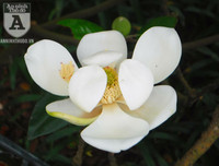 [Ảnh] Chiêm ngưỡng loài hoa 