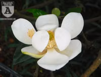[Ảnh] Chiêm ngưỡng loài hoa 