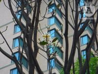 [Ảnh] Chiêm ngưỡng loài hoa 