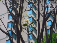 [Ảnh] Chiêm ngưỡng loài hoa 