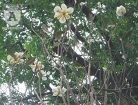 [Ảnh] Chiêm ngưỡng loài hoa 