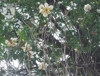 [Ảnh] Chiêm ngưỡng loài hoa 