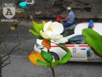 [Ảnh] Chiêm ngưỡng loài hoa 