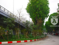 [Ảnh] Chiêm ngưỡng loài hoa 