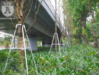 [Ảnh] Chiêm ngưỡng loài hoa 