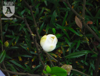 [Ảnh] Chiêm ngưỡng loài hoa 