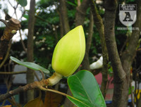 [Ảnh] Chiêm ngưỡng loài hoa 