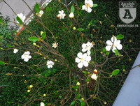 [Ảnh] Chiêm ngưỡng loài hoa 