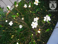 [Ảnh] Chiêm ngưỡng loài hoa 