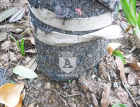 [Ảnh] Chiêm ngưỡng loài hoa 