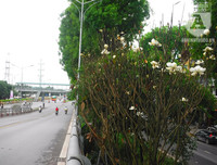 [Ảnh] Chiêm ngưỡng loài hoa 