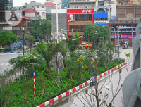 [Ảnh] Chiêm ngưỡng loài hoa 