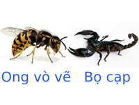 [ẢNH] Mẹo xử lý ban đầu khi bị côn trùng cắn