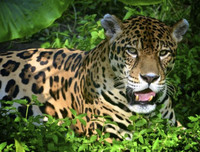 [Ảnh] Xót xa vẻ đẹp huyền bí của rừng rậm Amazon trước khi xảy cháy kinh hoàng