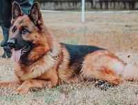 [ẢNH] Top 10 giống chó 