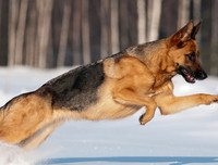 [ẢNH] Top 10 giống chó 