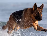 [ẢNH] Top 10 giống chó 