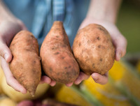 [ẢNH] Những sai lầm cực nguy hiểm khi ăn khoai lang cần tránh