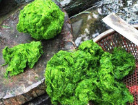 [ẢNH] Những đặc sản lạ ở vùng Tây Bắc