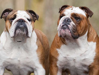 [ẢNH] Top 10 giống chó 