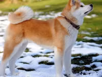 [ẢNH] Top 10 giống chó 