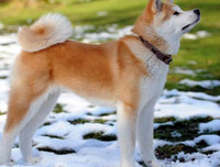 [ẢNH] Top 10 giống chó 