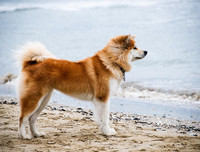 [ẢNH] Top 10 giống chó 