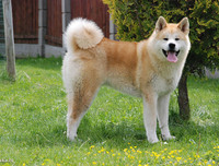 [ẢNH] Top 10 giống chó 