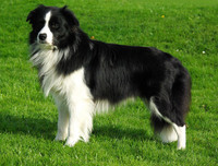 [ẢNH] Top 8 loài chó thông minh nhất thế giới