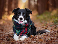 [ẢNH] Top 8 loài chó thông minh nhất thế giới