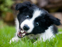 [ẢNH] Top 8 loài chó thông minh nhất thế giới