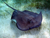 [ẢNH] Điểm mặt những loài 