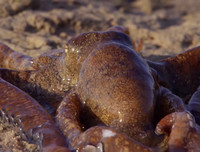 [ẢNH] Những loài bạch tuộc kỳ lạ dưới đáy đại dương