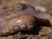 [ẢNH] Những loài bạch tuộc kỳ lạ dưới đáy đại dương