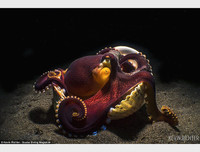 [ẢNH] Những loài bạch tuộc kỳ lạ dưới đáy đại dương