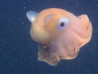 [ẢNH] Những loài bạch tuộc kỳ lạ dưới đáy đại dương