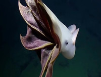 [ẢNH] Những loài bạch tuộc kỳ lạ dưới đáy đại dương