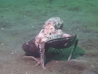 [ẢNH] Những loài bạch tuộc kỳ lạ dưới đáy đại dương