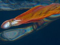 [ẢNH] Những loài bạch tuộc kỳ lạ dưới đáy đại dương