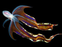 [ẢNH] Những loài bạch tuộc kỳ lạ dưới đáy đại dương