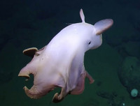 [ẢNH] Những loài bạch tuộc kỳ lạ dưới đáy đại dương