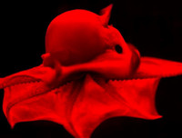 [ẢNH] Những loài bạch tuộc kỳ lạ dưới đáy đại dương